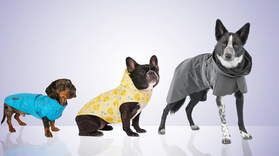 The 15 Best Raincoats for Dogs Buy Side from WSJ