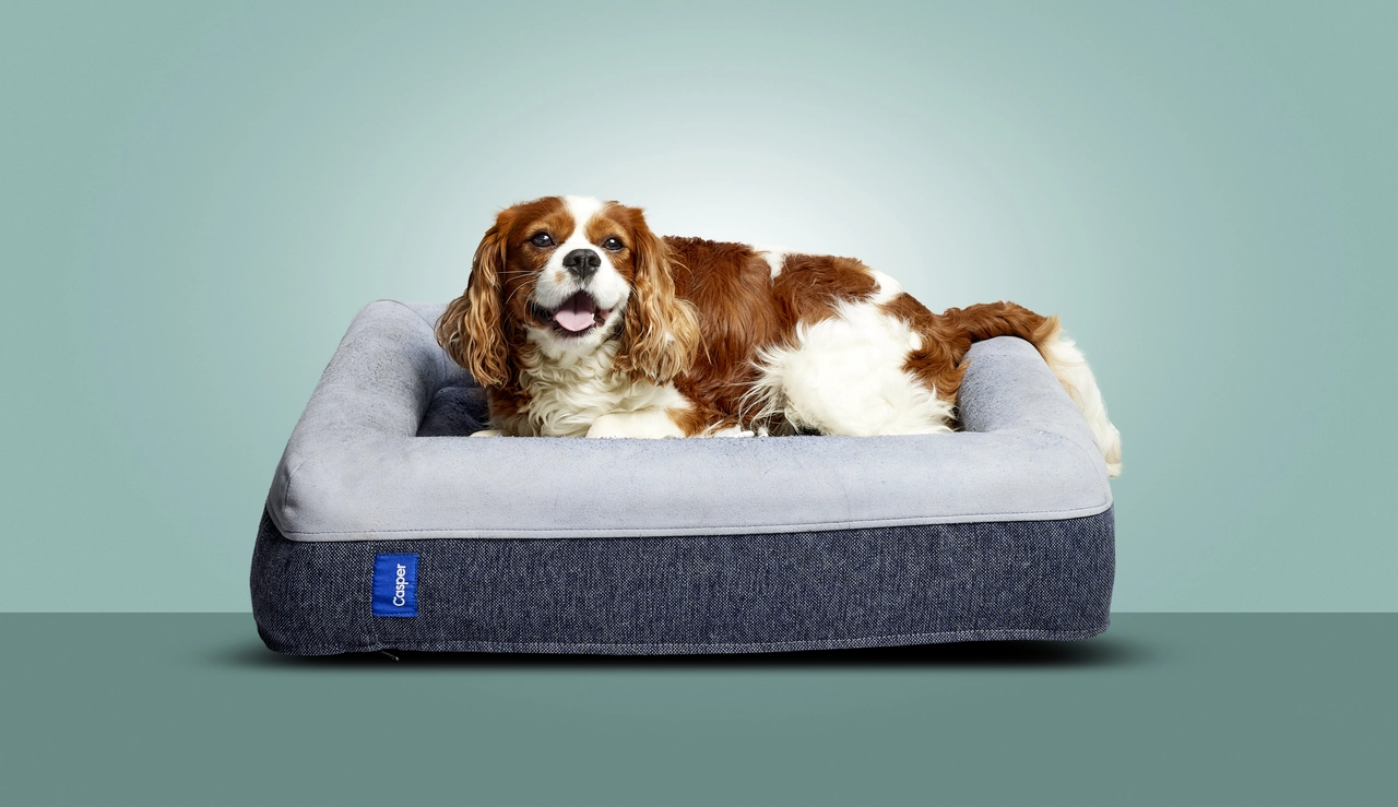 Mattress dog best sale